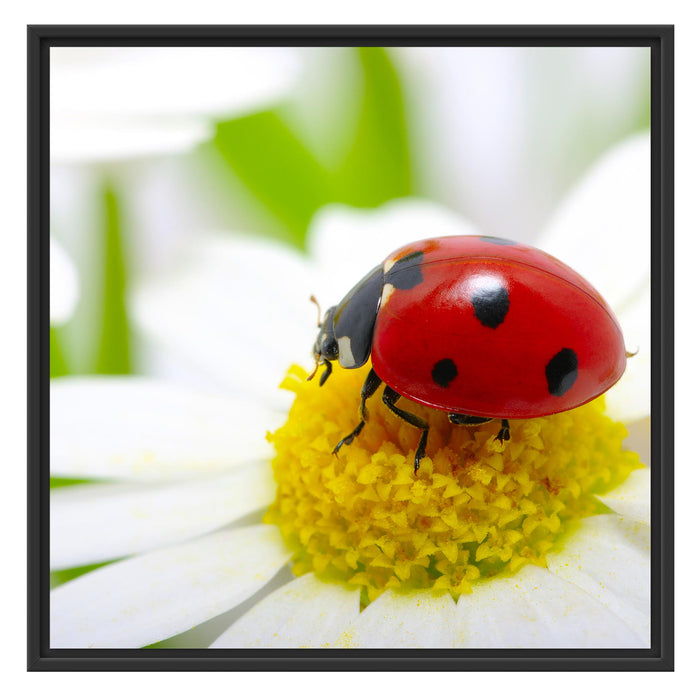 Marienkäfer auf Gänseblümchen Schattenfugenrahmen Quadratisch 70x70