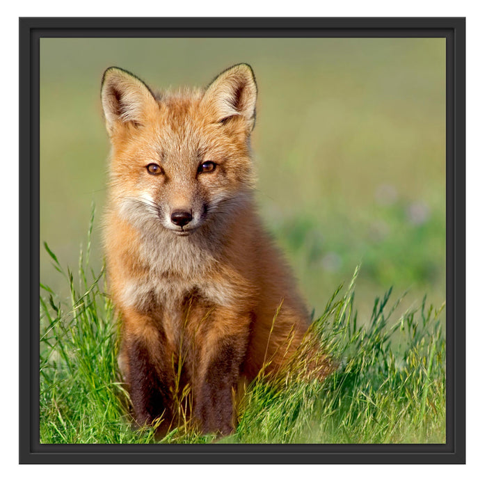 Kleiner Fuchs Schattenfugenrahmen Quadratisch 55x55