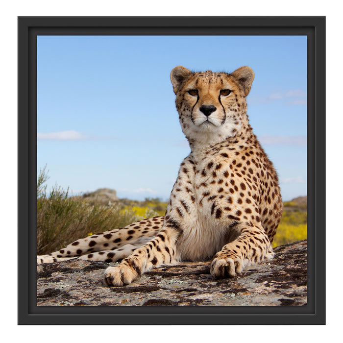 Gepard in Savanne Schattenfugenrahmen Quadratisch 40x40