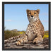 Gepard in Savanne Schattenfugenrahmen Quadratisch 55x55