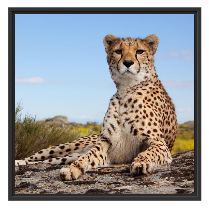 Gepard in Savanne Schattenfugenrahmen Quadratisch 70x70