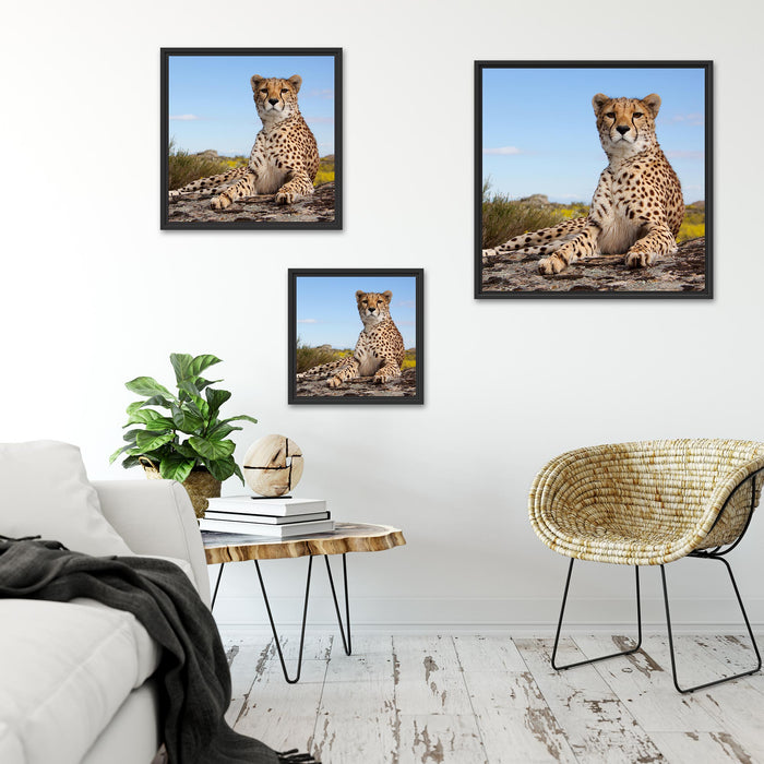 Gepard in Savanne Quadratisch Schattenfugenrahmen Wohnzimmer