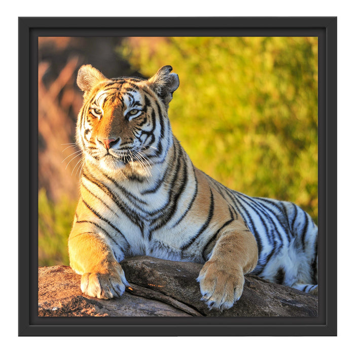 Stolzer Tiger Schattenfugenrahmen Quadratisch 40x40