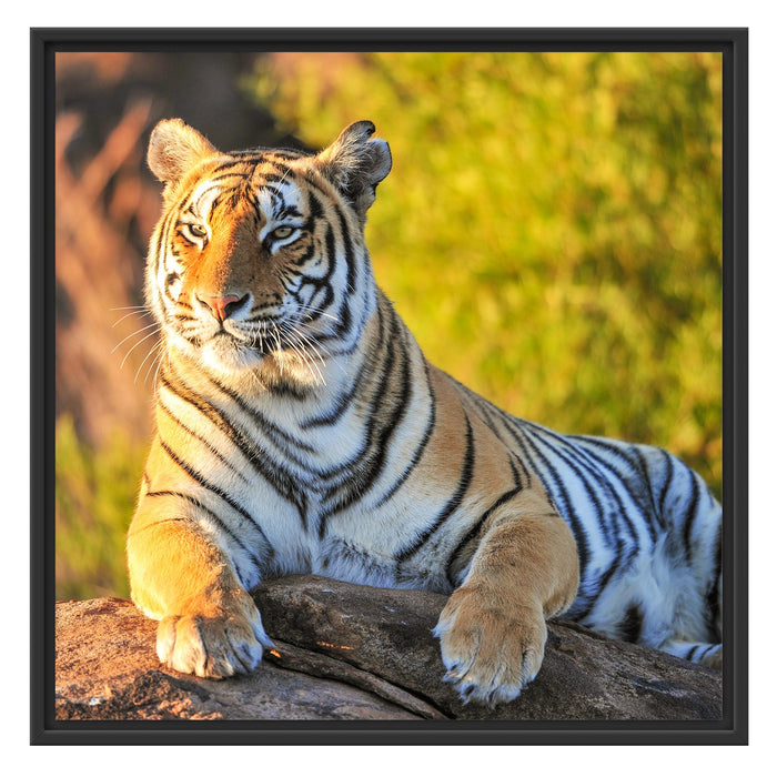 Stolzer Tiger Schattenfugenrahmen Quadratisch 70x70