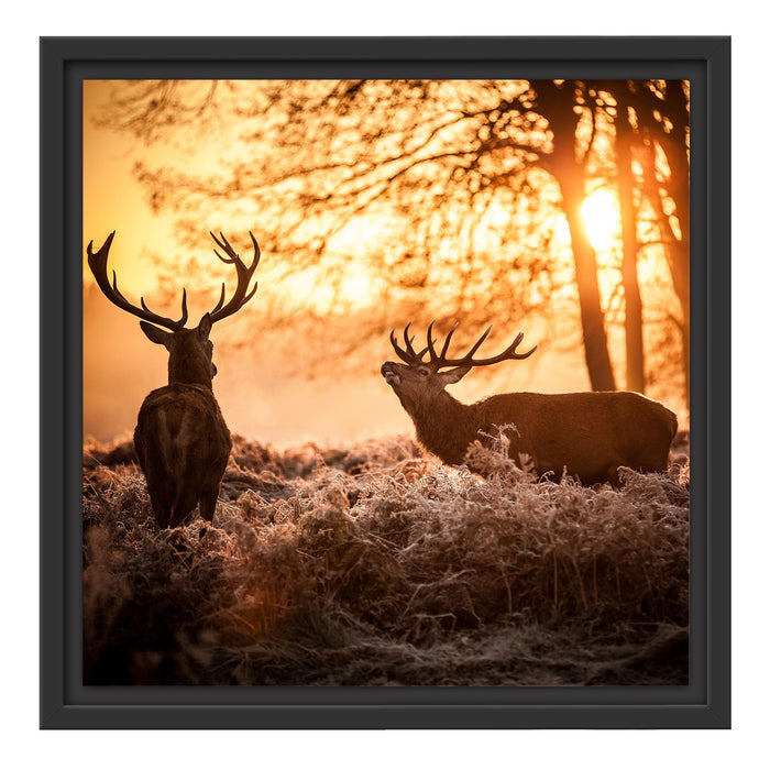 Hirsch Rivalen kämpfen Schattenfugenrahmen Quadratisch 40x40