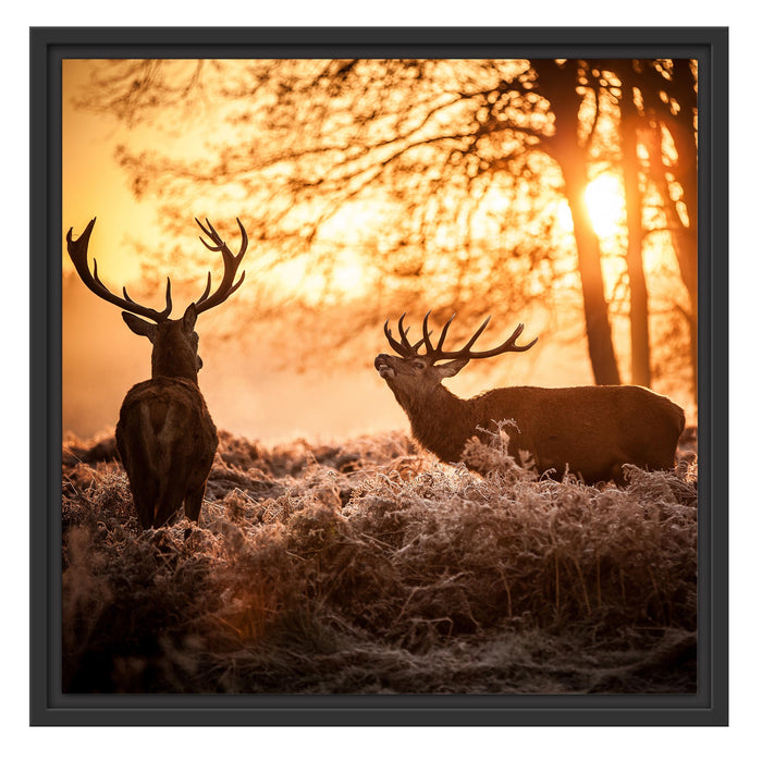 Hirsch Rivalen kämpfen Schattenfugenrahmen Quadratisch 55x55