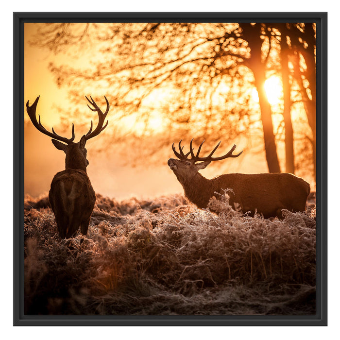 Hirsch Rivalen kämpfen Schattenfugenrahmen Quadratisch 70x70