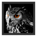 Dark Eule mit orangen Augen Schattenfugenrahmen Quadratisch 40x40