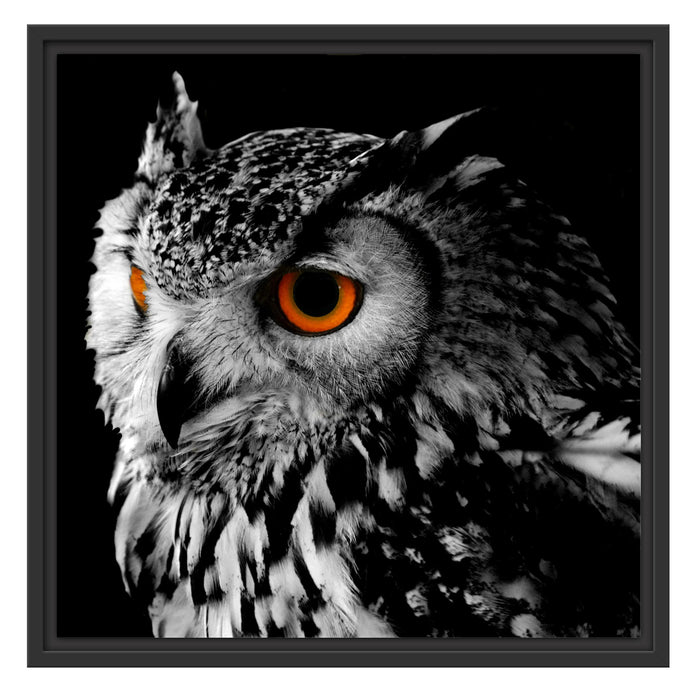 Dark Eule mit orangen Augen Schattenfugenrahmen Quadratisch 55x55