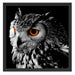 Dark Eule mit orangen Augen Schattenfugenrahmen Quadratisch 55x55