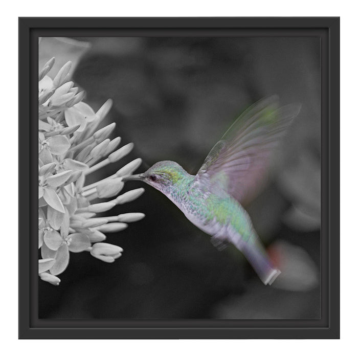 Kolibri an Blüte Schattenfugenrahmen Quadratisch 40x40