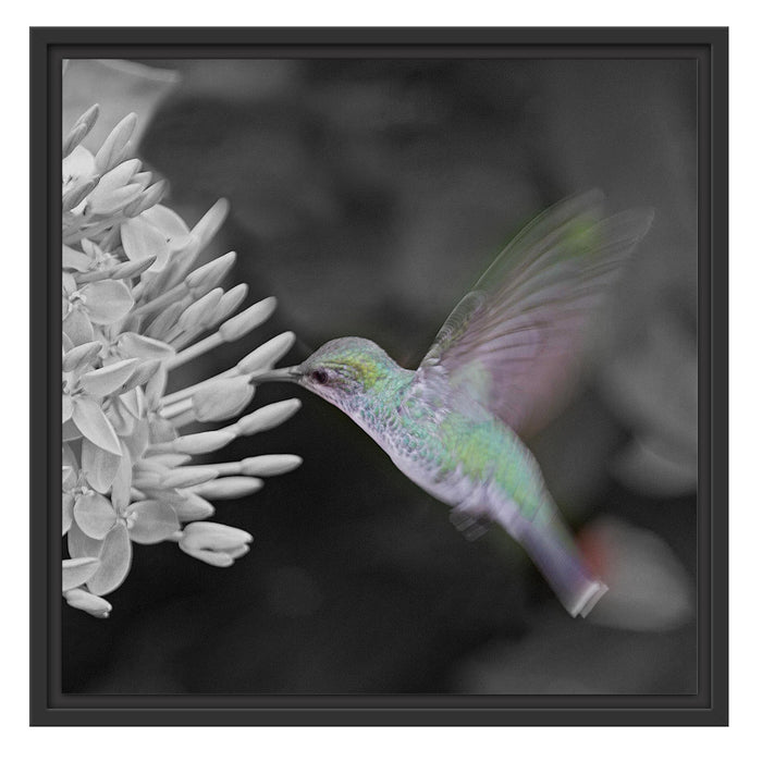 Kolibri an Blüte Schattenfugenrahmen Quadratisch 55x55