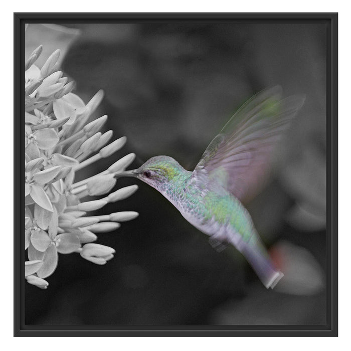 Kolibri an Blüte Schattenfugenrahmen Quadratisch 70x70
