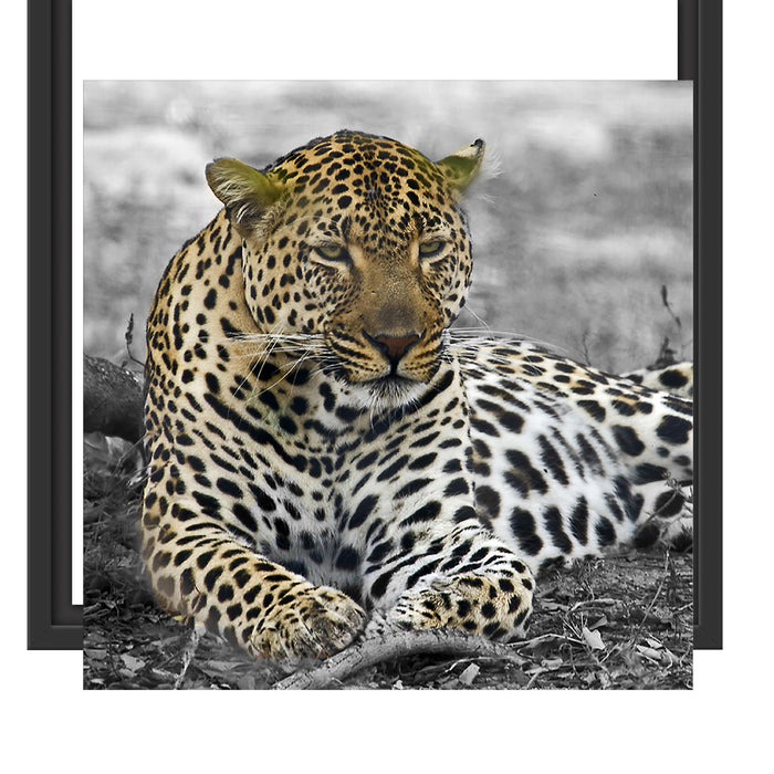 schöner Leopard liegt im Laub Schattenfugenrahmen Quadratisch 40x40