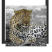 schöner Leopard liegt im Laub Schattenfugenrahmen Quadratisch 40x40