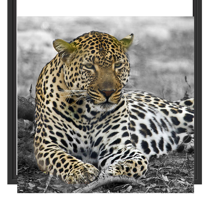 schöner Leopard liegt im Laub Schattenfugenrahmen Quadratisch 55x55