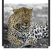 schöner Leopard liegt im Laub Schattenfugenrahmen Quadratisch 70x70