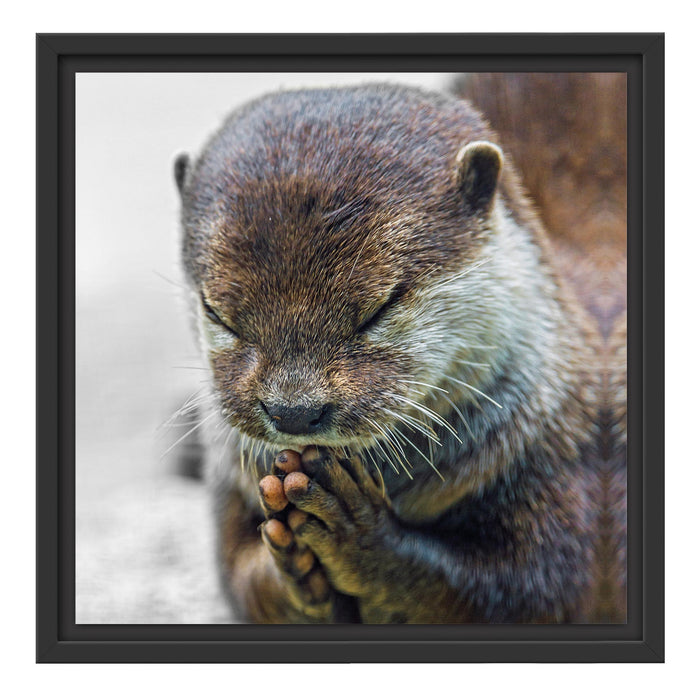 anmutiger kleiner Zwergotter Schattenfugenrahmen Quadratisch 40x40