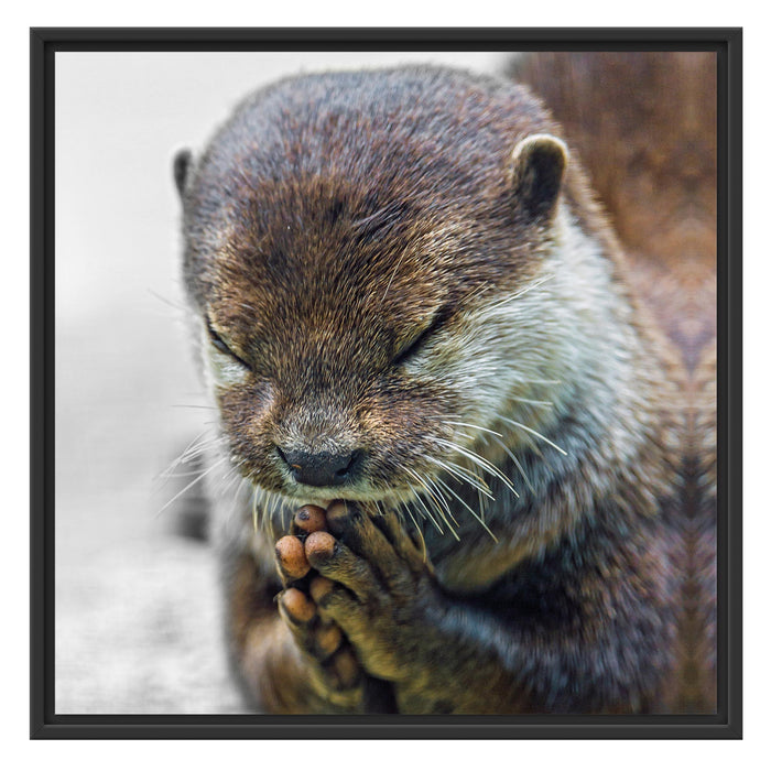 anmutiger kleiner Zwergotter Schattenfugenrahmen Quadratisch 70x70