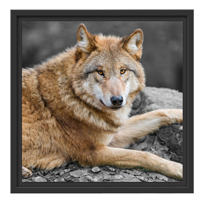 stolzer Wolf auf Stein Schattenfugenrahmen Quadratisch 40x40