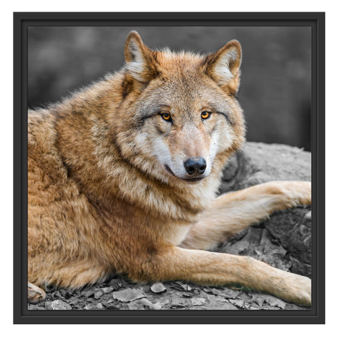 stolzer Wolf auf Stein Schattenfugenrahmen Quadratisch 55x55