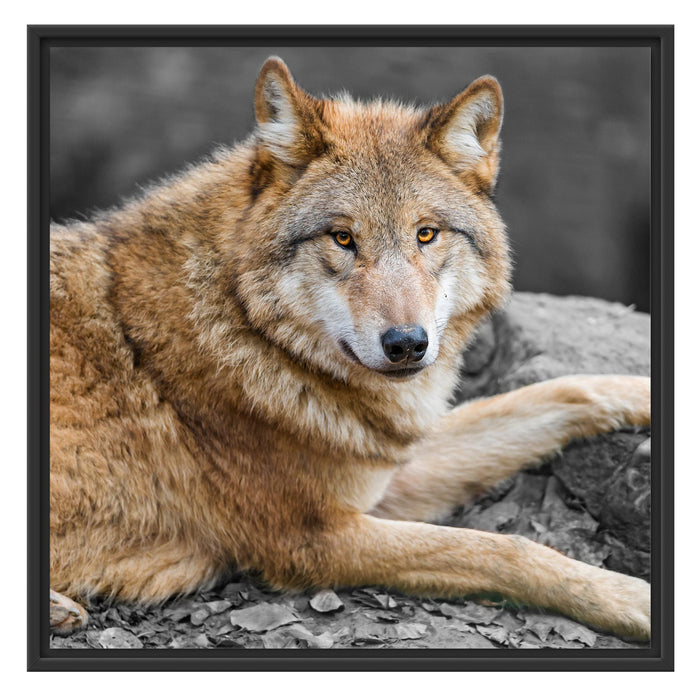 stolzer Wolf auf Stein Schattenfugenrahmen Quadratisch 70x70