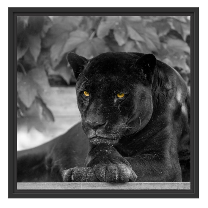 schöner schwarzer Panther Schattenfugenrahmen Quadratisch 55x55