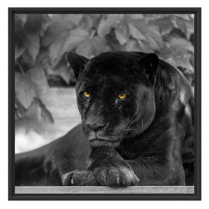 schöner schwarzer Panther Schattenfugenrahmen Quadratisch 70x70