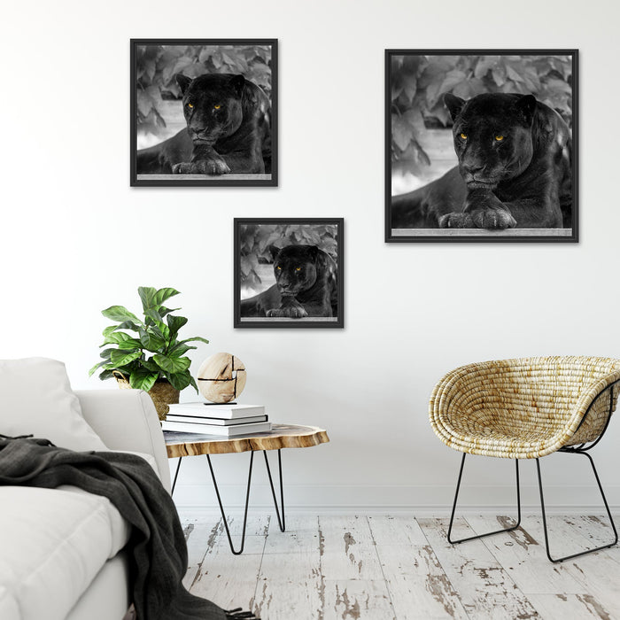 schöner schwarzer Panther Quadratisch Schattenfugenrahmen Wohnzimmer