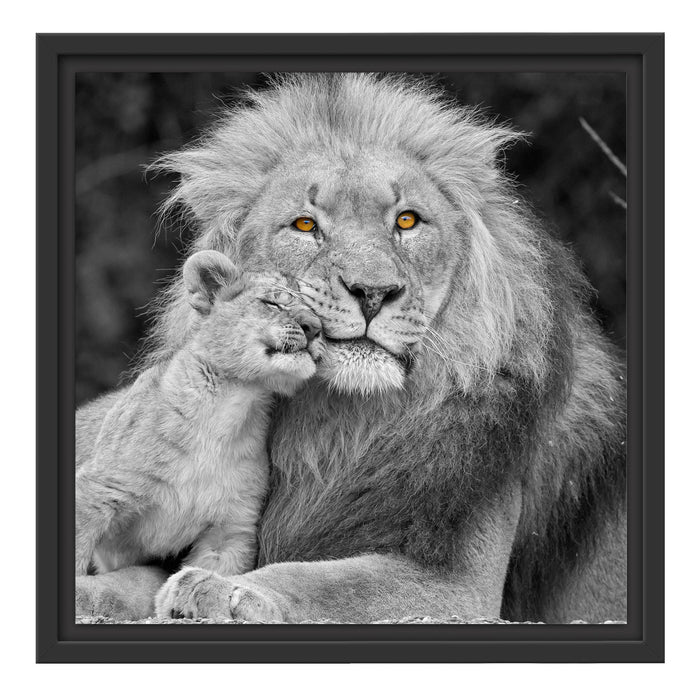 schöner Löwe mit JungtierB&W Schattenfugenrahmen Quadratisch 40x40