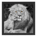 schöner Löwe mit JungtierB&W Schattenfugenrahmen Quadratisch 40x40
