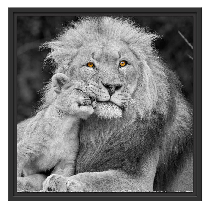 schöner Löwe mit JungtierB&W Schattenfugenrahmen Quadratisch 55x55