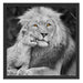 schöner Löwe mit JungtierB&W Schattenfugenrahmen Quadratisch 55x55