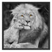 schöner Löwe mit JungtierB&W Schattenfugenrahmen Quadratisch 70x70