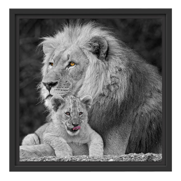 Löwe kuschelt mit kleinem Jungtier Schattenfugenrahmen Quadratisch 40x40