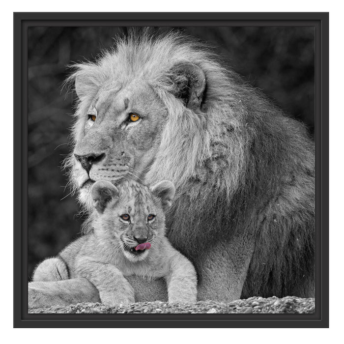 Löwe kuschelt mit kleinem Jungtier Schattenfugenrahmen Quadratisch 55x55