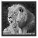 Löwe kuschelt mit kleinem Jungtier Schattenfugenrahmen Quadratisch 55x55