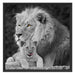 Löwe kuschelt mit kleinem Jungtier Schattenfugenrahmen Quadratisch 70x70