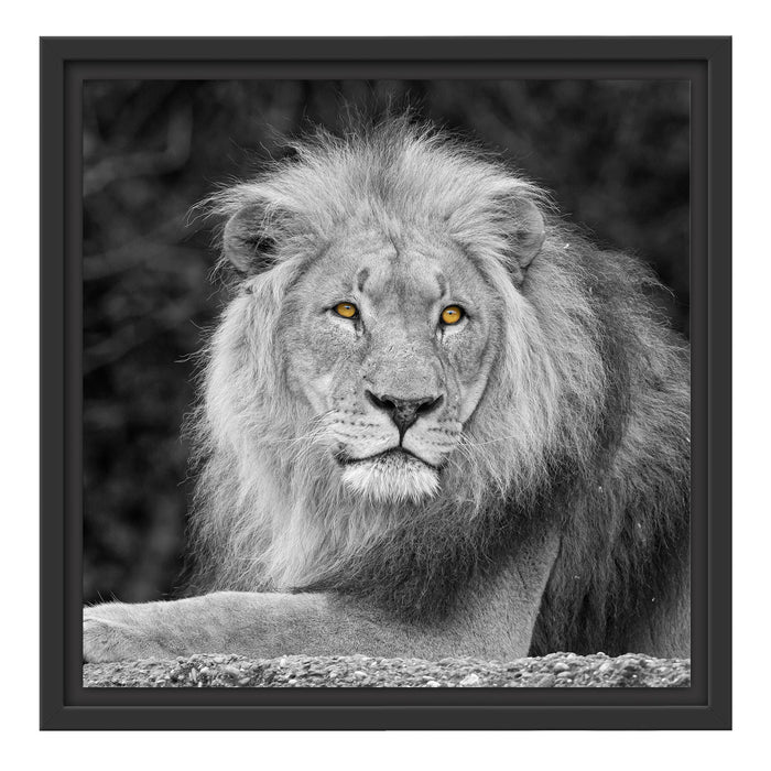 majestäischer Löwe auf Stein Schattenfugenrahmen Quadratisch 40x40