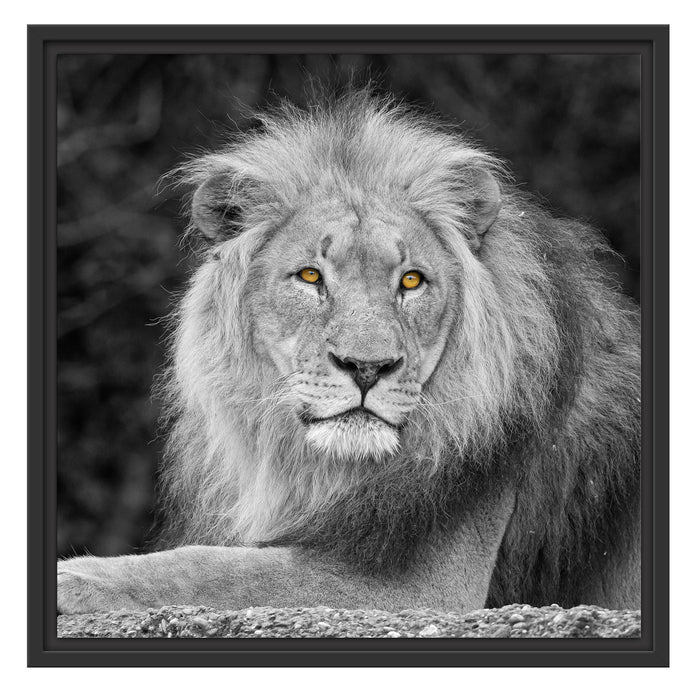 majestäischer Löwe auf Stein Schattenfugenrahmen Quadratisch 55x55