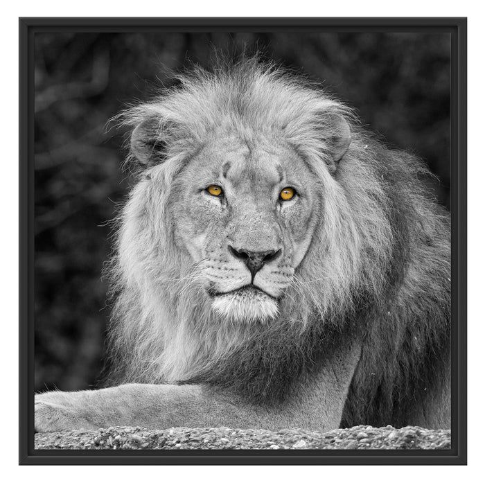 majestäischer Löwe auf Stein Schattenfugenrahmen Quadratisch 70x70