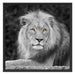 majestäischer Löwe auf Stein Schattenfugenrahmen Quadratisch 70x70