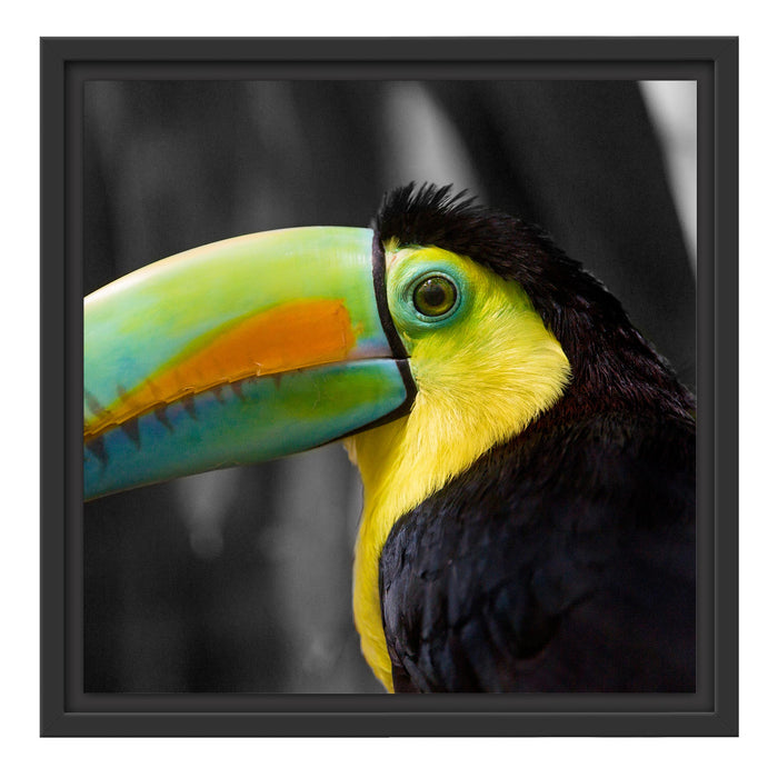 schöner stolzer Tukan Schattenfugenrahmen Quadratisch 40x40