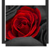 romantische rote Rosen Schattenfugenrahmen Quadratisch 40x40