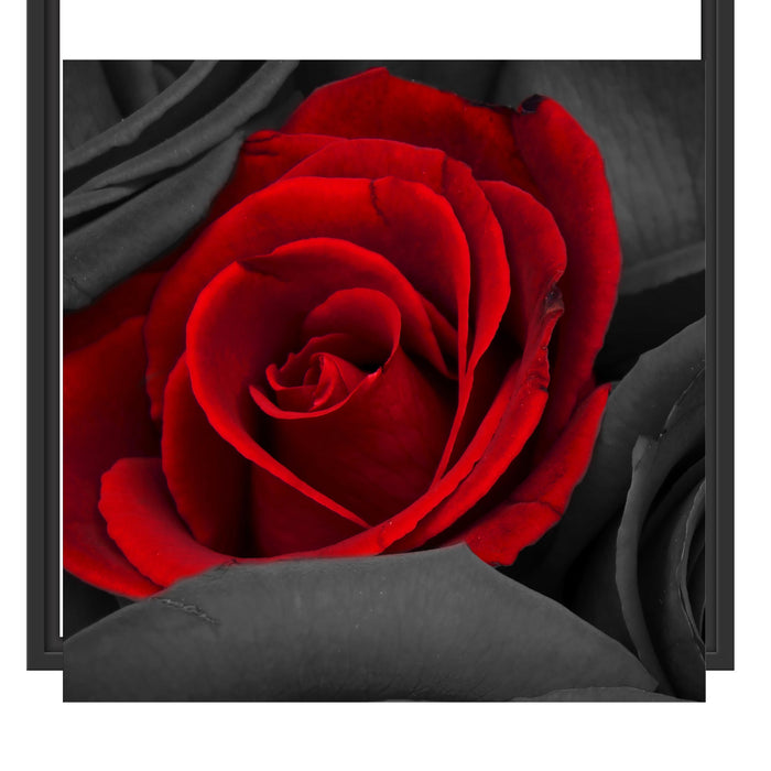 romantische rote Rosen Schattenfugenrahmen Quadratisch 55x55