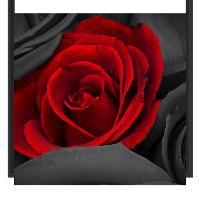 romantische rote Rosen Schattenfugenrahmen Quadratisch 70x70