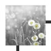 wunderschöne Pusteblumen Schattenfugenrahmen Quadratisch 40x40