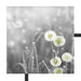 wunderschöne Pusteblumen Schattenfugenrahmen Quadratisch 55x55