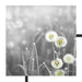 wunderschöne Pusteblumen Schattenfugenrahmen Quadratisch 70x70