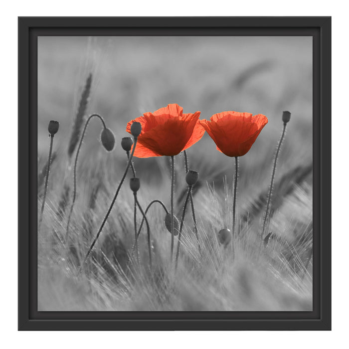 Mohnblumen auf einem Feld Schattenfugenrahmen Quadratisch 40x40